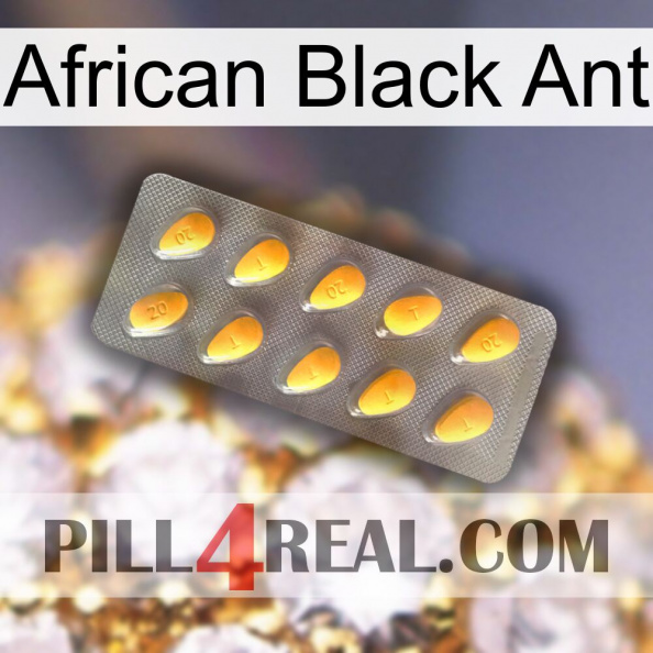 African Black Ant cialis1.jpg